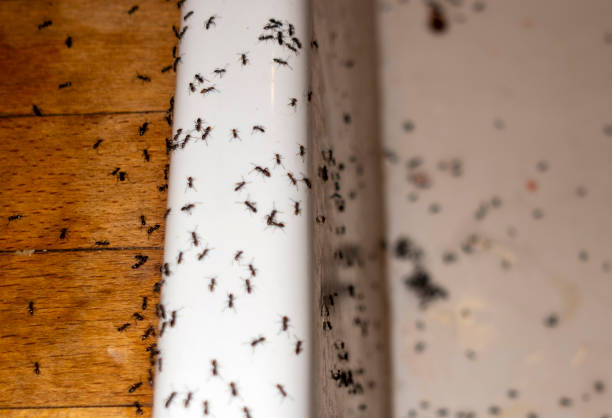 Trusted Lakeland, GA Pest Control Experts