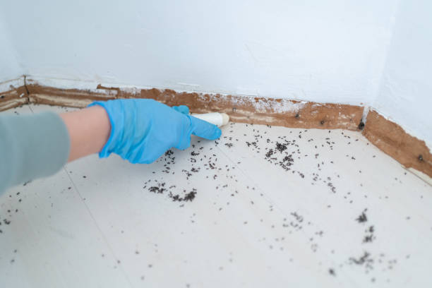 Trusted Lakeland, GA Pest Control Experts